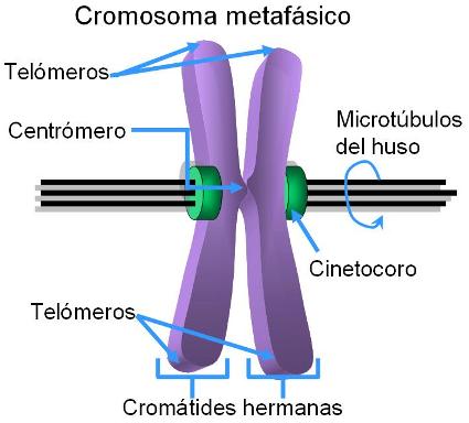 Cromosoma Metafásico Que Es